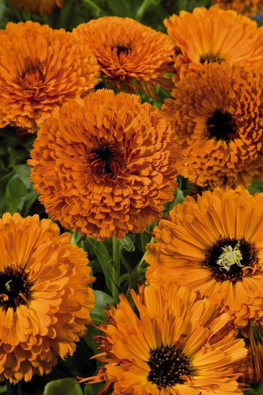  Calendula Touch of Red Orange Flower Seeds