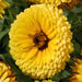 Calendula Touch of Red Yellow Flower Seeds - CGASPL