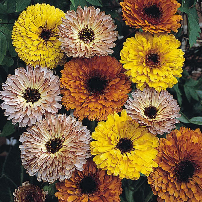 Calendula Touch of Red Mix
