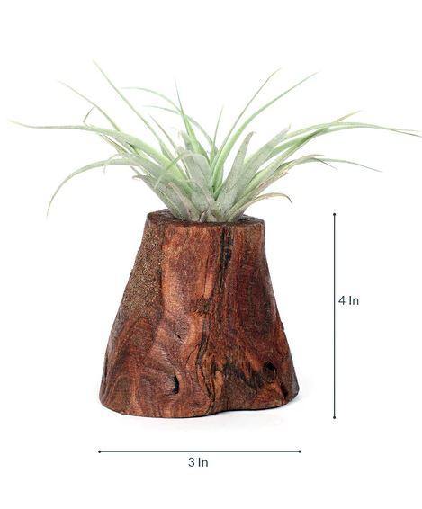 tree of life air plant Tree of Life