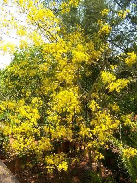 Cassia Fistula (Yellow) Amaltas Ornamental