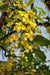 Cassia Fistula (Yellow) Amaltas Ornamental Plants Seeds - 1 Kg - CGASPL