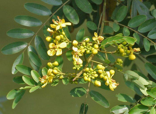 Cassia siamea (C.florida)(Qg) Seeds
