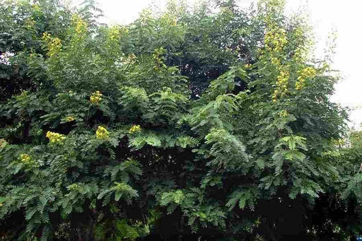 Cassia Siamia seeds - CGASPL