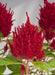 Celosia Plumosa Glorious Red Flower Seeds