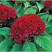 Celosia Cristata Armor Red Flower Seeds