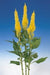 Celosia Plumosa Century Yellow Flower Seeds