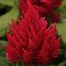 Celosia Plumosa Ice Cream Cherry Flower Seeds