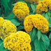 Celosia Cristata Armor Yellow Flower Seeds