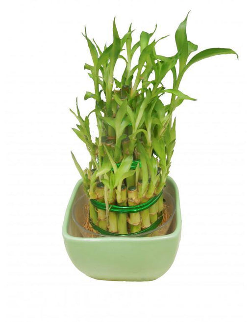 3 Layer Lucky Bamboo With Green Ceramic Pot - CGASPL