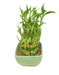 3 Layer Lucky Bamboo With Green Ceramic Pot - CGASPL