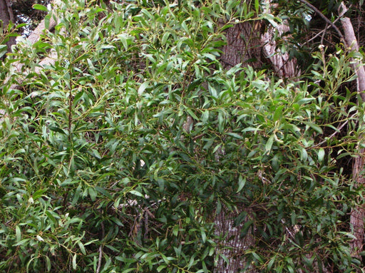 Acacia melanoxylon Seeds