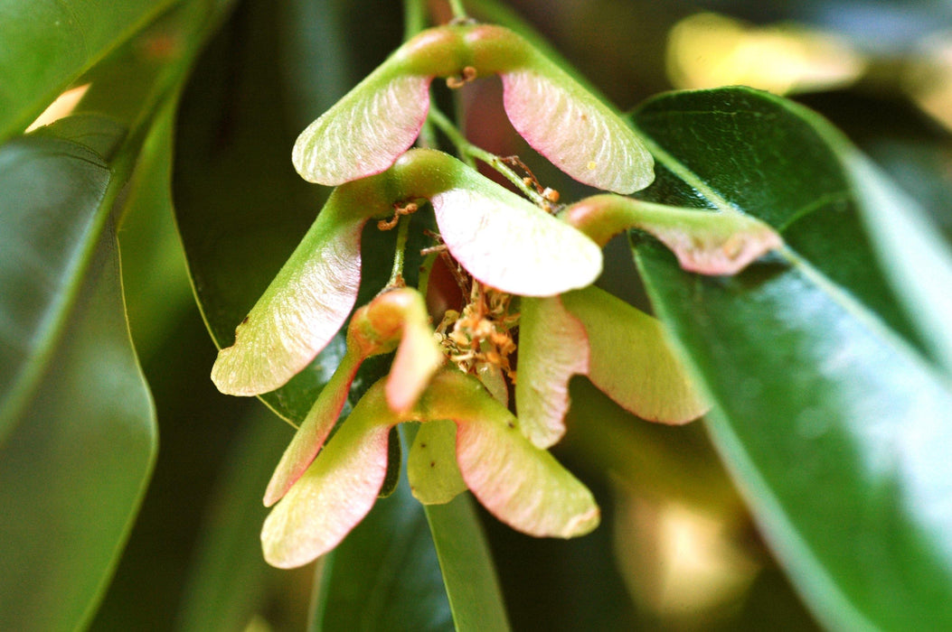 Acer oblongum Seeds, Evergreen Maple