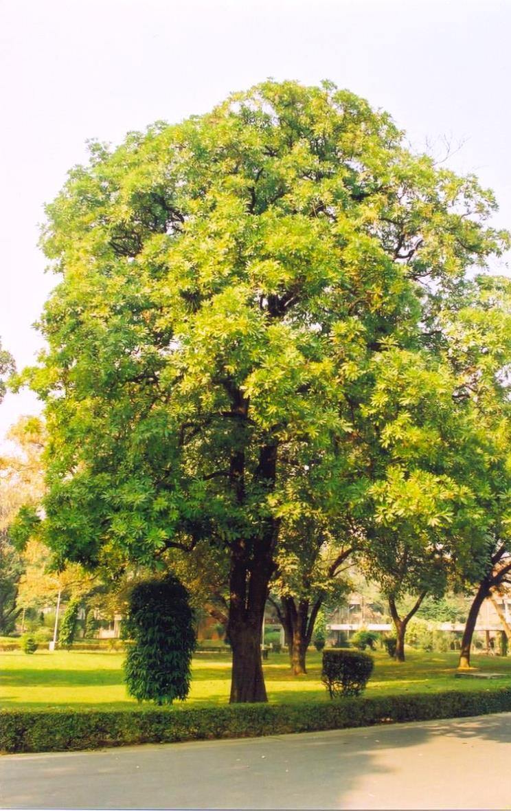 Flowering Treee Seeds