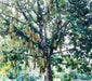 Artocarpus integrifolia Seeds 