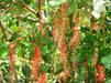 Barringtonia acutangula Seeds ,Indian Oak