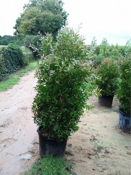 Callistemon lanceolatus (Bottle brush) Seeds