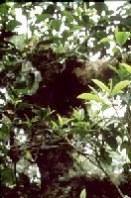 Drooping camellia thea (C.sinensis) Seeds , Green tea, Hindi:Chaay 