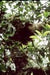 Drooping camellia thea (C.sinensis) Seeds , Green tea, Hindi:Chaay 