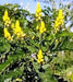Cassia angustifolia (Qg) Seeds , - CGASPL