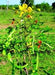 Cassia auriculata Seeds