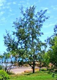 Casuarina equisetifolia Seeds