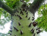 Ceiba pentandra(Qg) Seeds