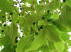 Celtis tetrandra Seeds , Eastern Nettle Tree Seeds