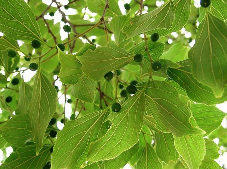 Netilda Tree Celtis Tetrandra Seeds | Eastern Nettle Tree Seeds – ChhajedGarden.com