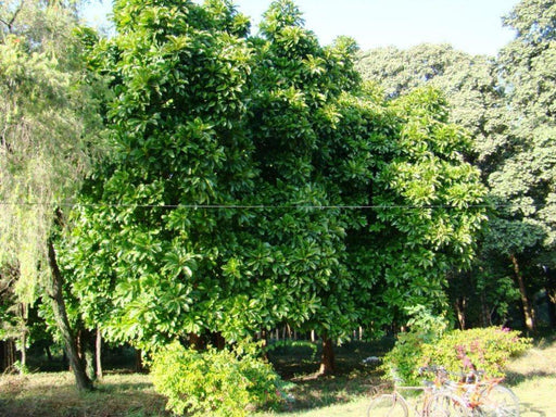 Dillenia indica(Chilta) Seeds 