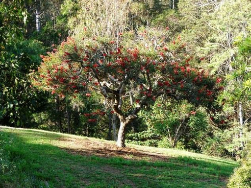 Erythrina indica-Coral Tree(Qg) Seeds - CGASPL