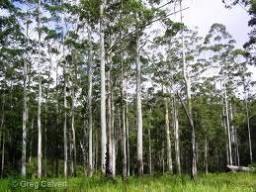 Eucalyptus grandis Seeds - CGASPL