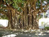 Ficus benghalensis Seeds