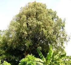 Mesua ferrea Seeds, Hindi: Nag Champa Nagkesar