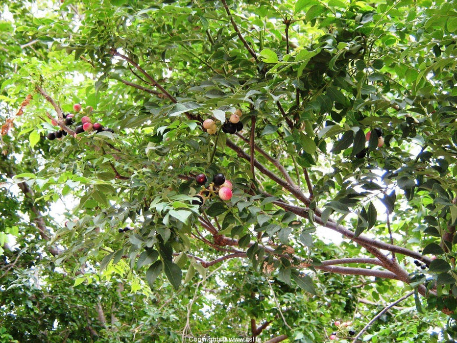 Murraya koenigii Seeds , curry tree Seeds Marathi-kari patta