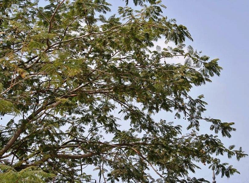Parkia biglandulosa (Qg) Seeds ,Badminton Ball Tree