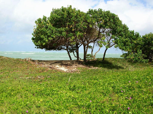 Thespesia populnea Seeds, Hindi - Pipal, Indian Tulip Tree seeds - CGASPL