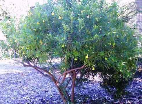 Thevetia neriifolia Seeds , yellow oleander Seeds