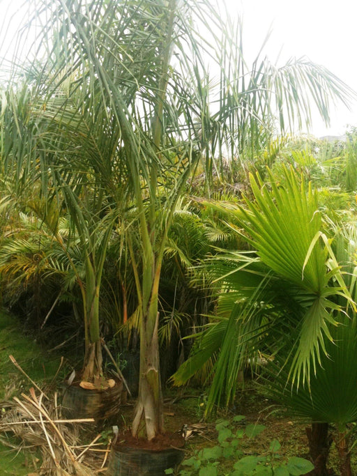 Oreodoxa regia -Bottle Palm Seeds
