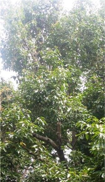 Eugenia jambolana Seeds