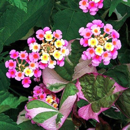 Lantana camera Seeds