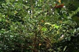Cinnamomum Tamala Seeds