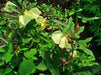 Hibiscus Abelmoschus Seeds