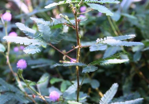 Mimosa pudica (Thorny) Seeds - CGASPL