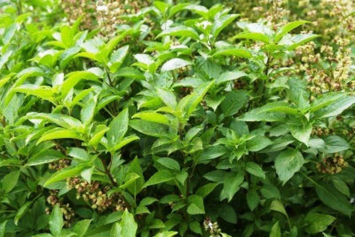 Ocimum sanctum Seeds