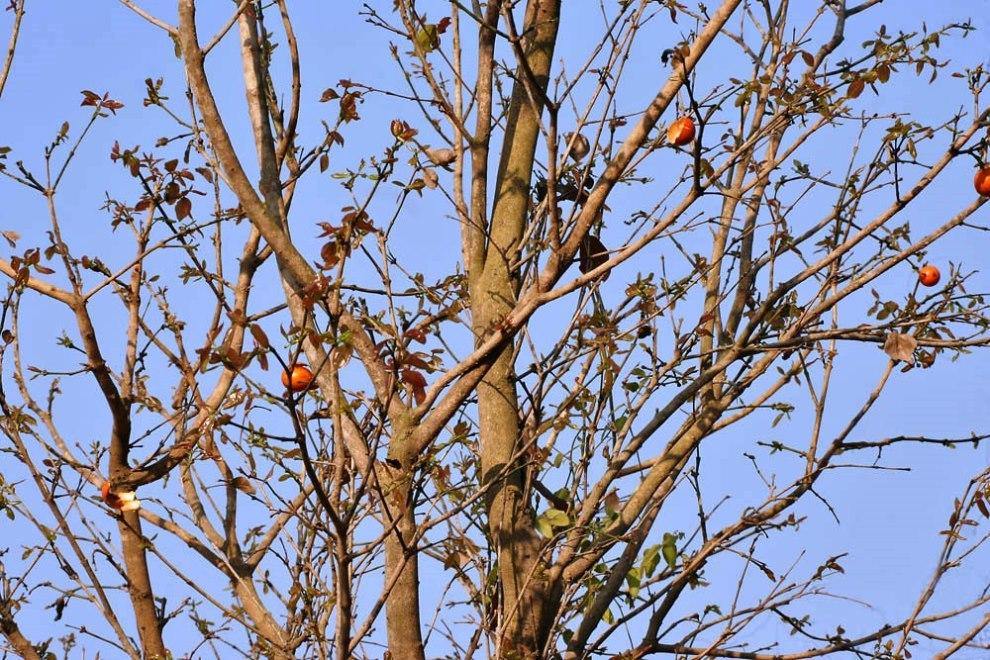 Strychnos nux-vomica Seeds - CGASPL