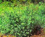 Stylosanthes scabra(stylo scabra) Seeds