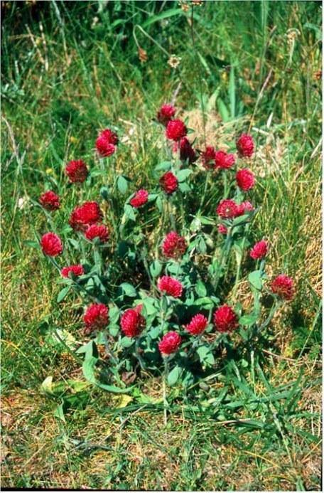 Trifolium Pratense Red clover Seeds