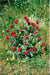 Trifolium Pratense Red clover Seeds