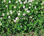 Trifolium repens -White Clover Seeds